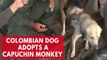 A Colombian dog adopts Capuchin monkey in unlikely friendship