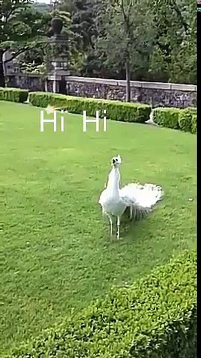 WhatsApp nice video