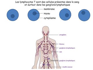 Sélection et multiplication des lymphocytes T