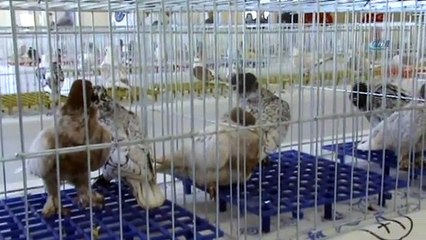 En güzel Hünkari Güvercinler Manisa'da yarıştı Haber