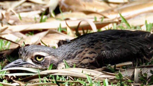 Kỳ lạ loài chim nằm rạp xuống đất bất động và có tiếng kêu như ma hú