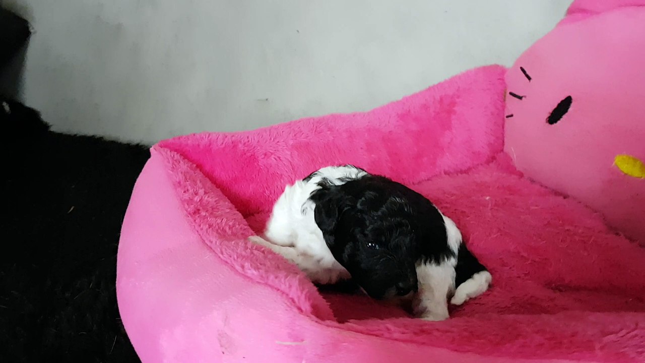 chiot caniche particolore O'brian des grianes des  stars