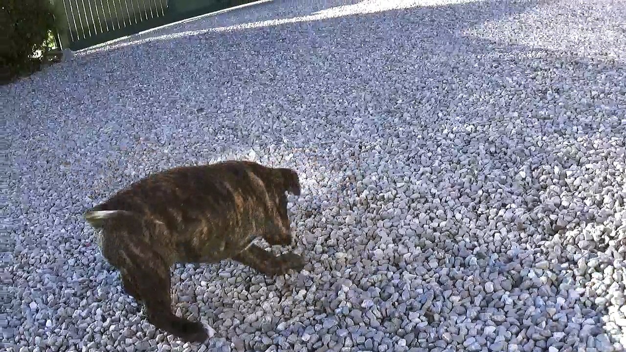 6ème vidéo Petit'Ourse n°3 Femelle de STAFFORDLAND