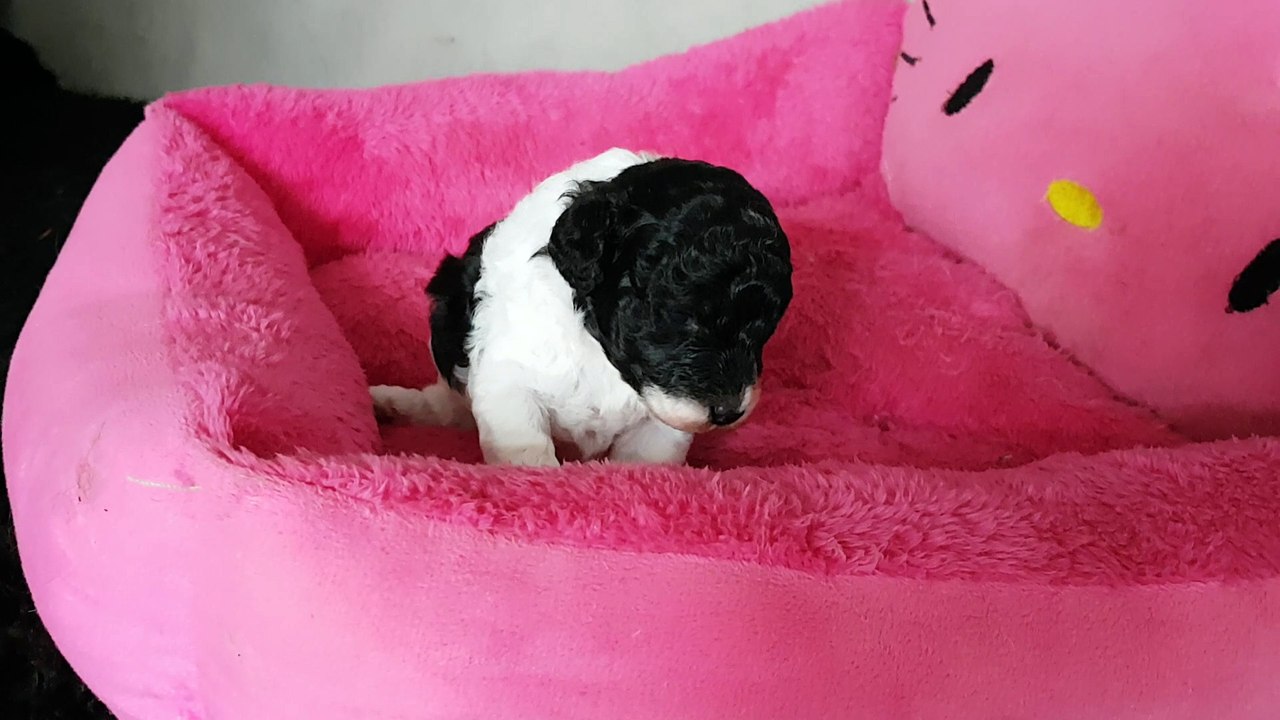 chiot caniche particolore O'maley des graines de stars