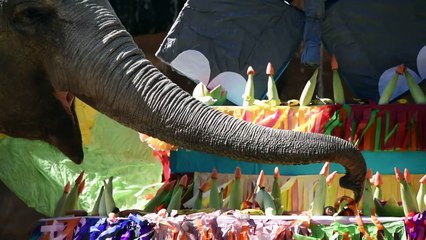 Elefanta Trompita celebra 57 años en Guatemala