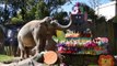 Trompita the elephant celebrates 57th birthday at Guatemala zoo
