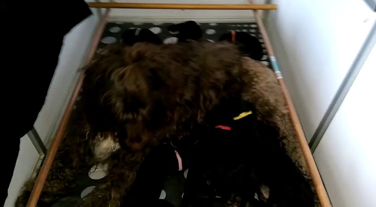 Chiens d'eau portugais nés le samedi 3 février 2018.