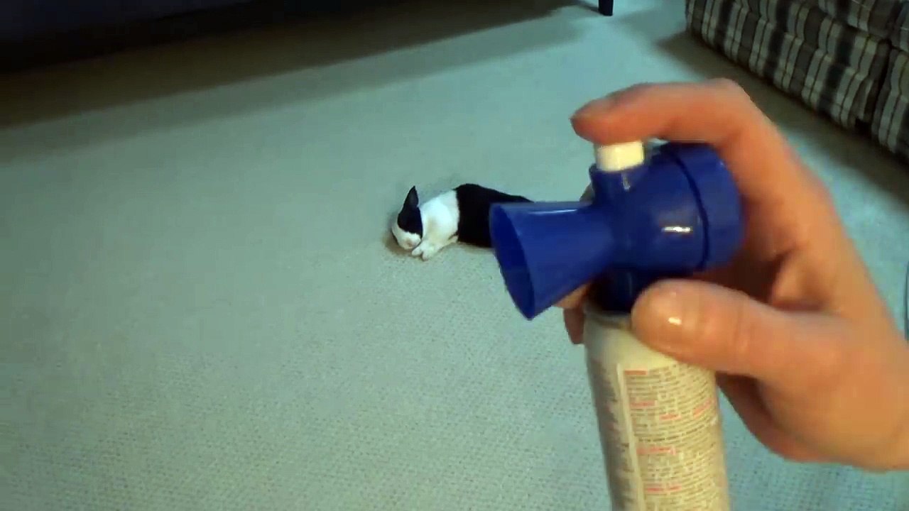 Elle réveille son lapin avec une corne de brume