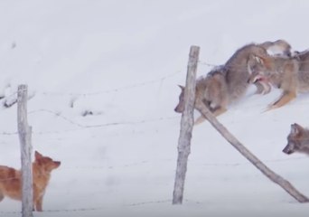Wolves Play a Menacing Game With Dog in Abruzzo, Italy