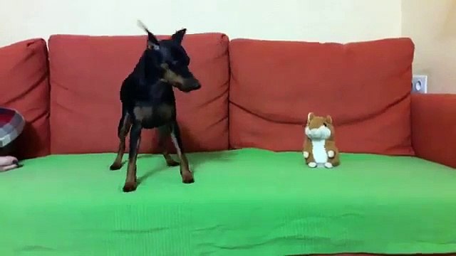 Un chien pète un câble quand une peluche répète ses aboiements !