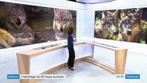 Animaux : l'abattage de 40 loups autorisé par le gouvernement