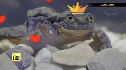 Tinder for your Pet? Using Animal Dating Services to Save Endangered Species