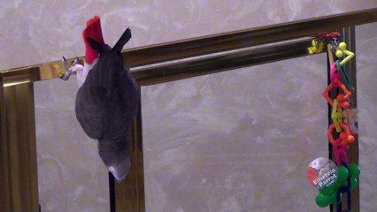 Apologetic parrot says "I'm sorry" before flying