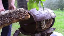 Un essaim d'abeilles dans un tonneau : incroyable