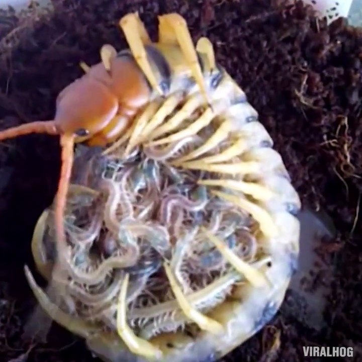 Ce mille-pattes et ses petits vont vous faire froid dans le dos... Animal cauchemardesque