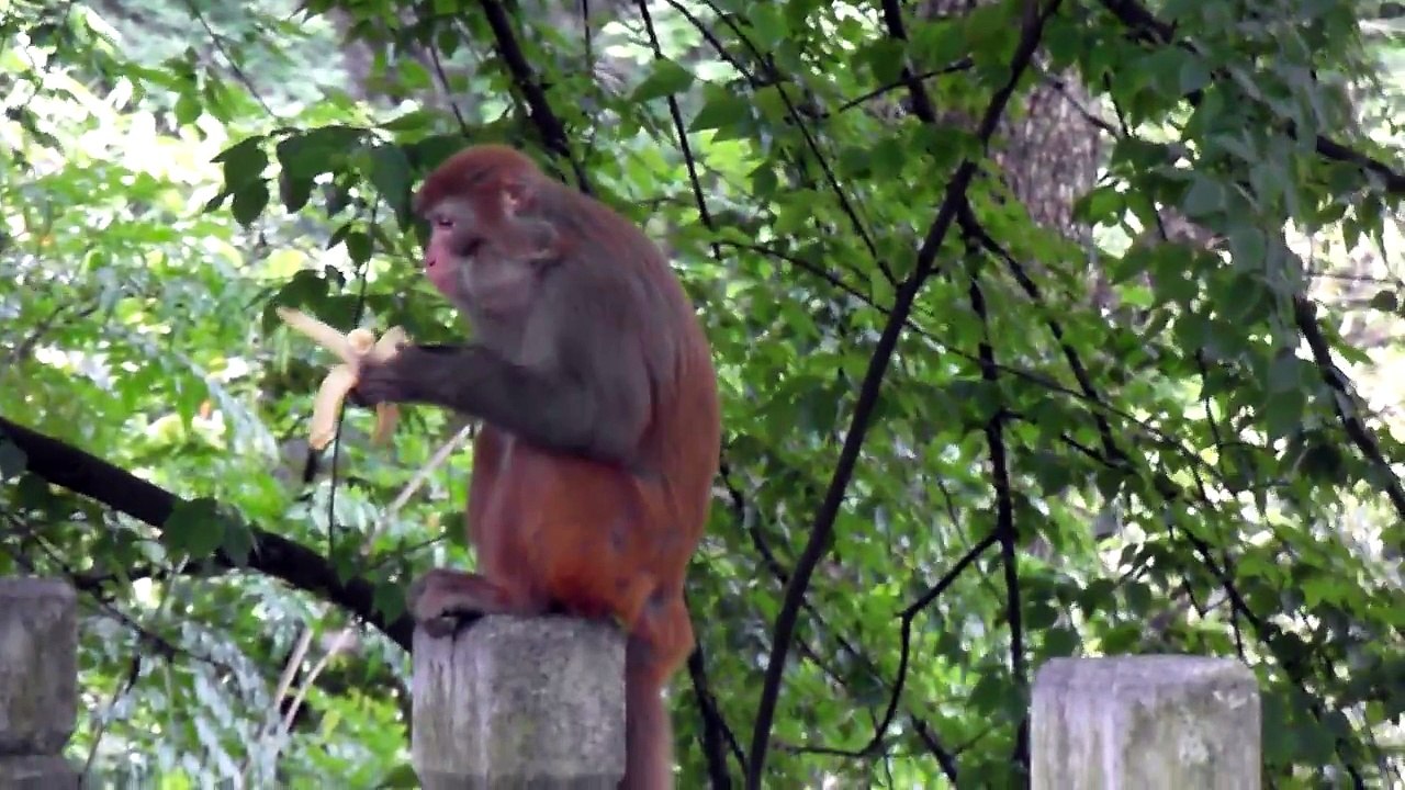A_monkey_with_stolen_bananas