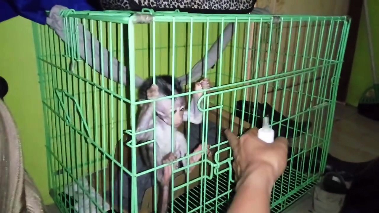MAMAY_baby_monkey_disappointed