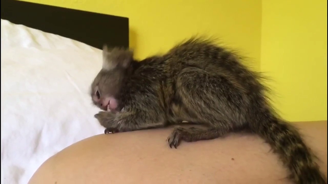 Baby_Finger_Monkey_Eating_Veggies_#momolove_Video_24