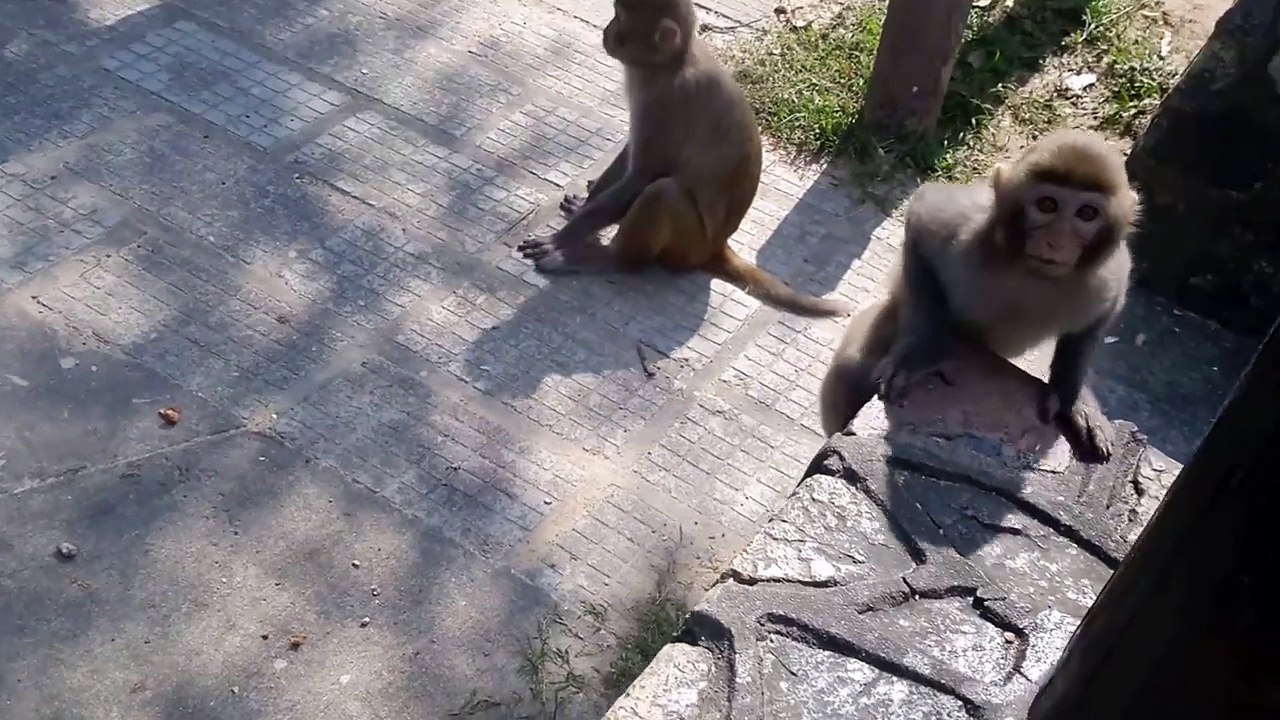 Small_monkey_jumps_long