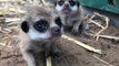 Taronga Zoo Welcomes Two Meerkat Pups to Family