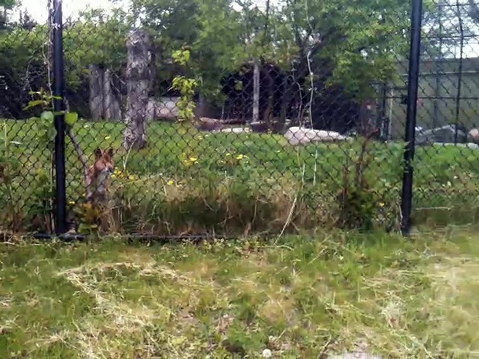 Wild Dogs at Toronto Zoo