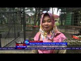 Konservasi Satwa, Siamang Jantan Berumur 11 Tahun - NET 24
