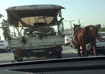 Canilik! Kamyonetin Arkasına Bağladı ve Koşturdu