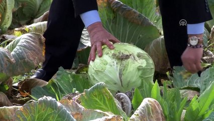 Lahana tarlada kaldı - BURSA