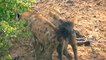 Old Leopard is Bullied by Hyenas - Latest Sightings Pty Ltd
