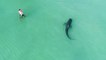 Un drone filme un requin tigre qui passe à côté de nageurs sur une plage de Miami