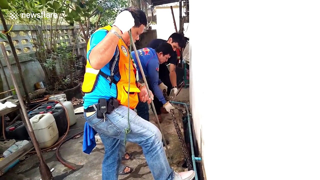 Python caught under house after eating pet cat