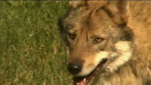 Волки и овцы