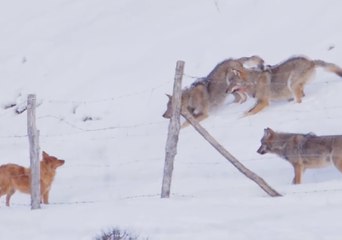 Wolves Play a Menacing Game With Dog in Abruzzo, Italy