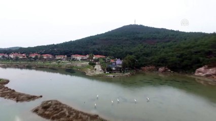 Şeytan Sofrası Lagünü'nü flamingolar renklendiriyor (2) - BALIKESİR