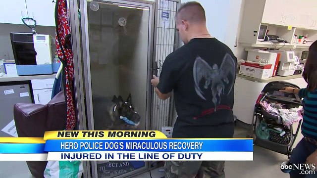 Ovaj pas je primio metak kako bi spasio svog partnera. Pogledajte kako je izgledao njihov ponovni susret