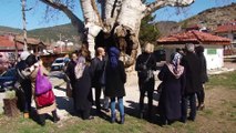 Taraklı'daki 7 asırlık çınar ağacına yoğun ilgi - SAKARYA