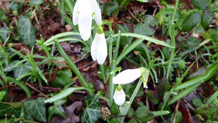 Celles sur belle et Niort le 04/02/18