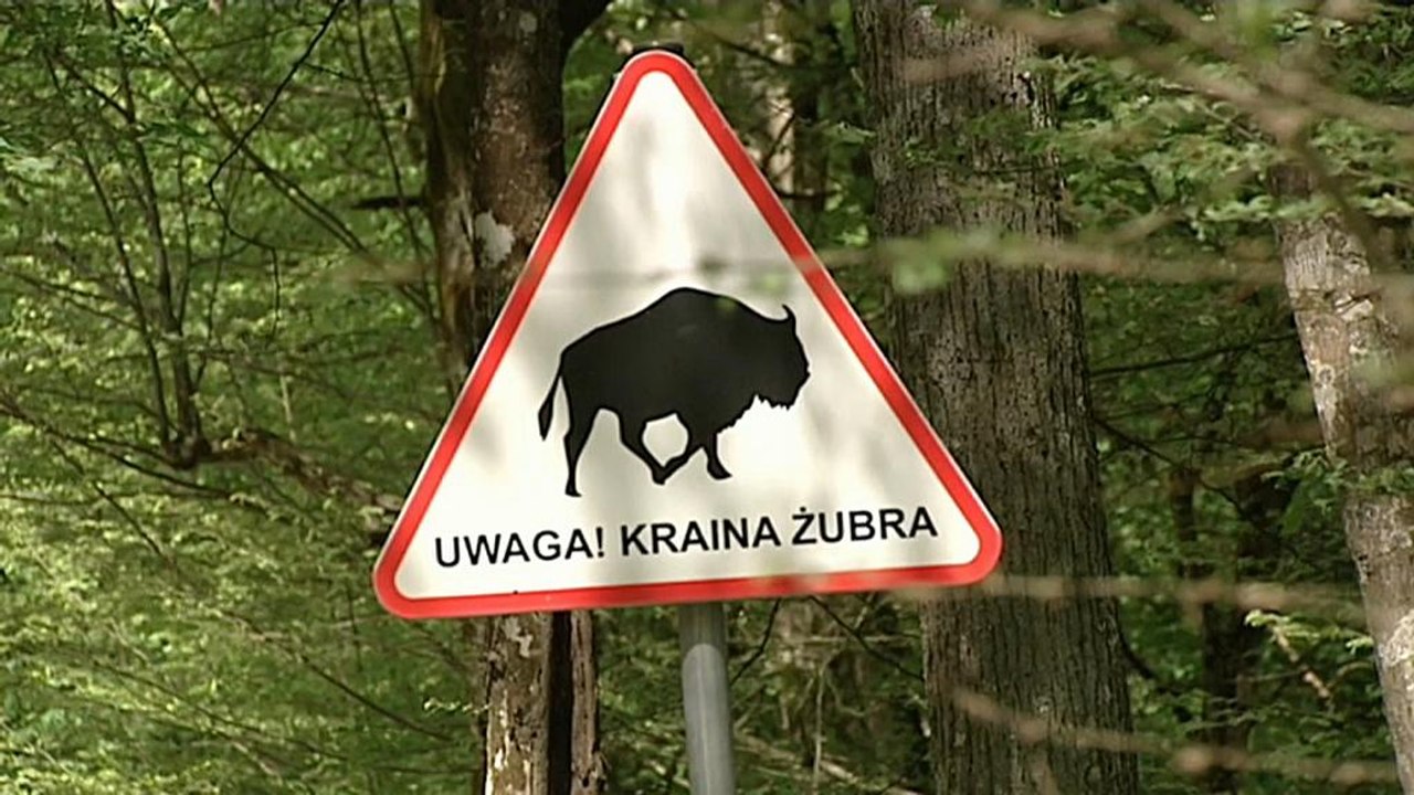 Corte Ue: "Disboscare la foresta polacca di Bialowieza è contro le regole europee"
