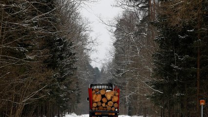 150.000 Urwald-Bäume abgeholzt - Polen droht Niederlage vor EuGH