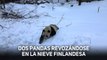 Dos nuevos inquilinos en un zoo de Finlandia