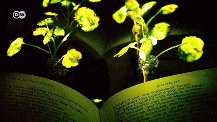 Bitkiler lambaların yerini almak üzere