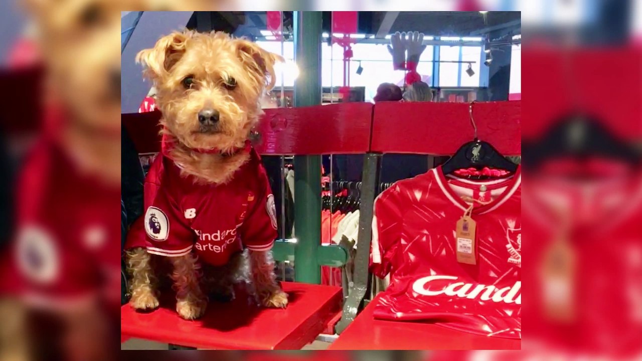 Meet the Footy Fanatic Dog