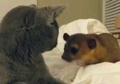 Kinkajou Desperately Wants to Befriend Cat