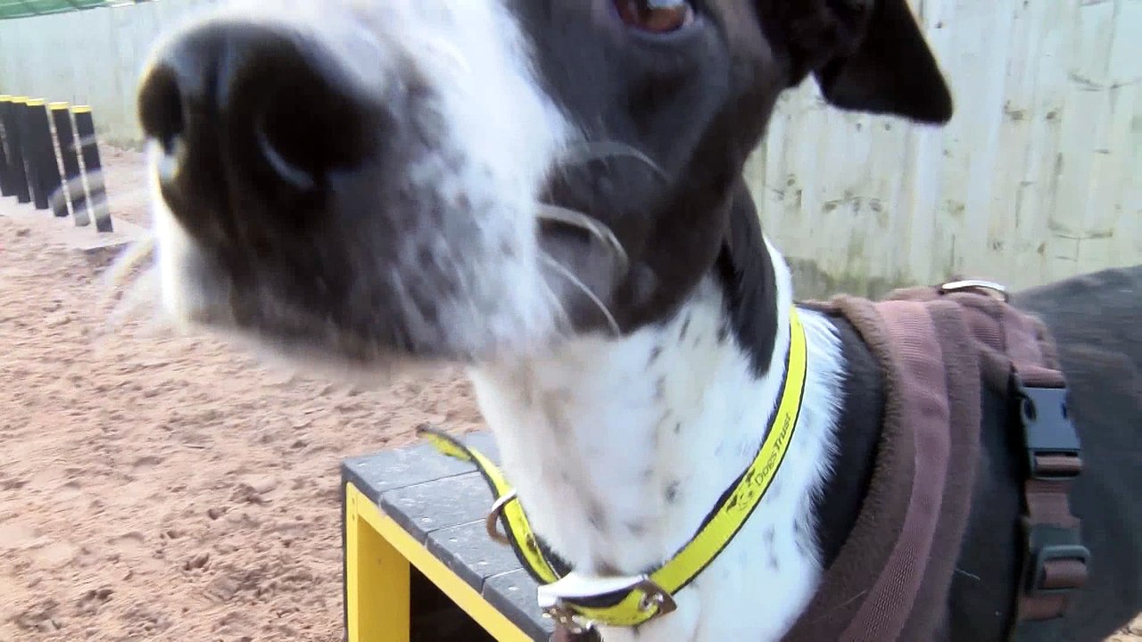 Find Joe A Home!