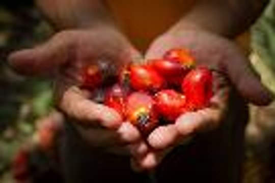 100 Years Of Malaysian Palm Oil