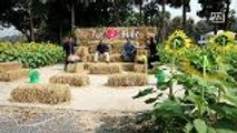 New sunflower field ready for Valentine's Day celebration