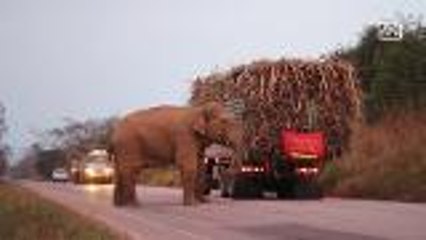 Vet warns not to allow elephants to take sugarcane from trucks