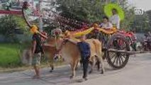 Weddings on bullock carts held on eve of Valentine's Day