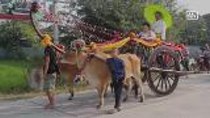 Weddings on bullock carts held on eve of Valentine's Day