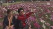 Flower field welcomes tourists at start of 2018